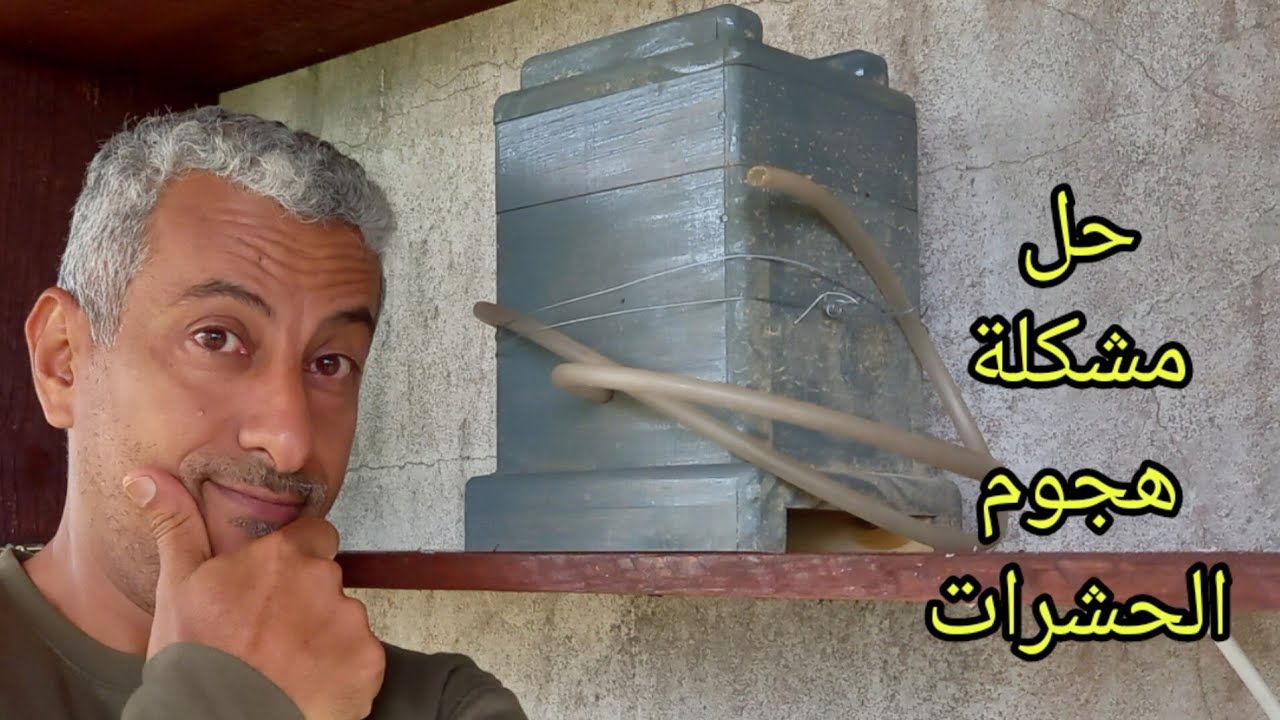 النحل القزم 🐝 حماية النحل من هجوم الحشرة السوداء