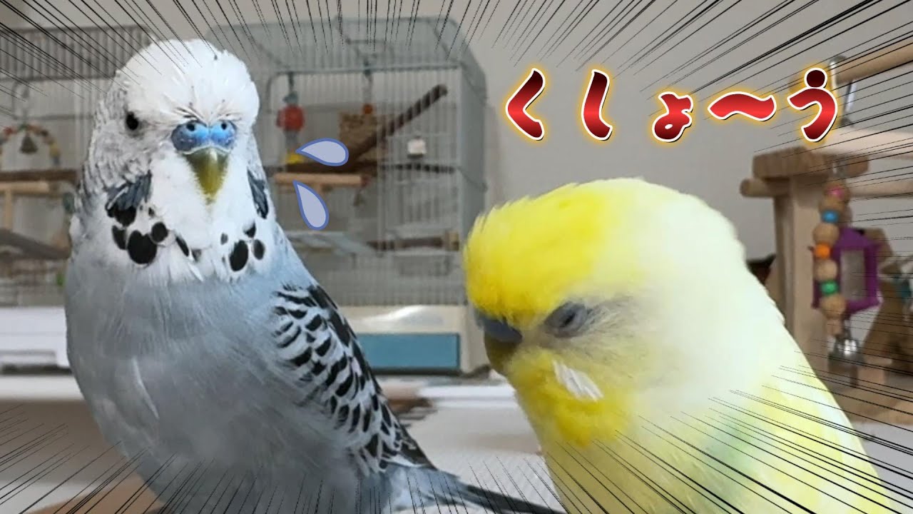 【ひなご立腹】怒ってる理由がかわいすぎる（笑）