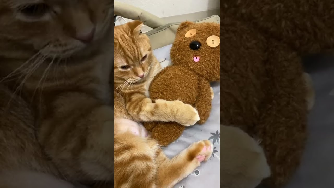 ティムにメロメロな猫が可愛い【#shorts】