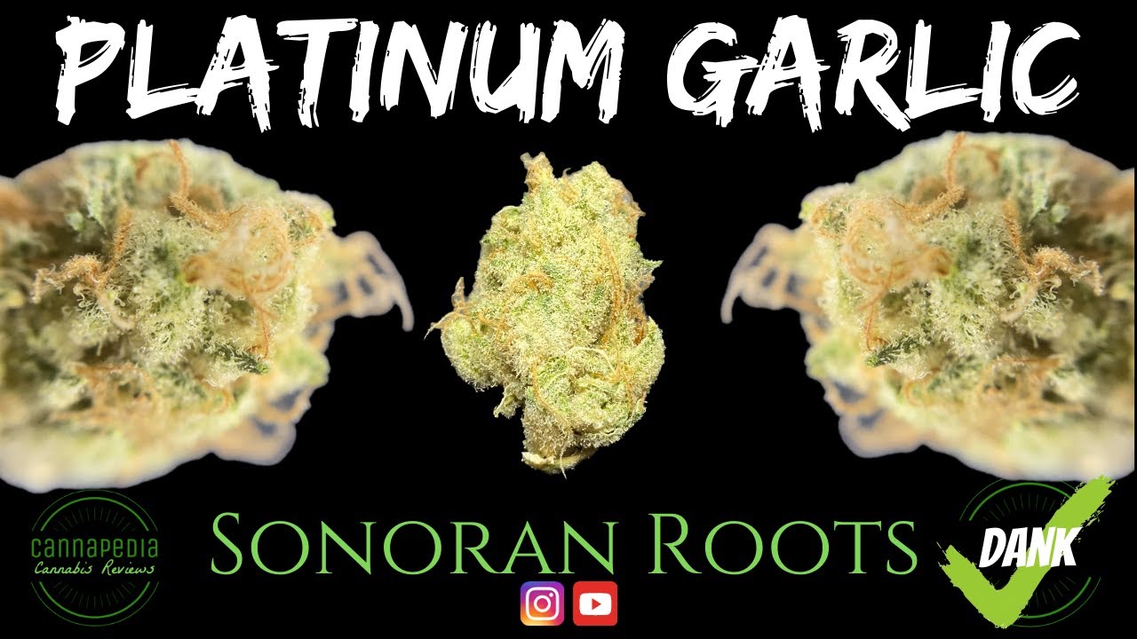 Platinum Garlic Strain Review - Sonoran Roots - Cannapedia