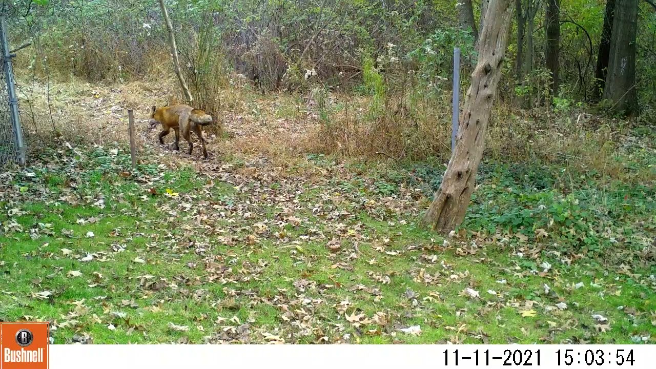 Barking Fox
