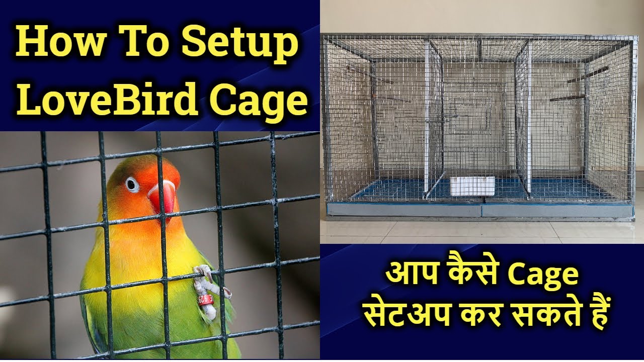 How To Setup Lovebird Cage | Lovebirds Cage | Part2