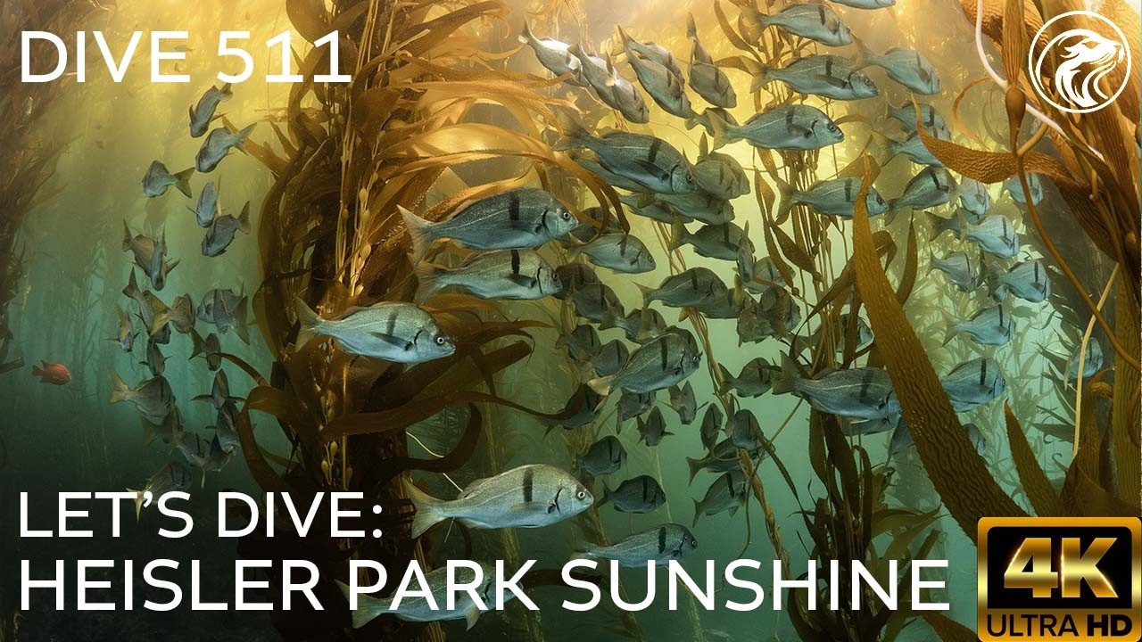 SCUBA Let's Dive: Heisler Park Sunshine - Laguna Beach, CA, 2026 - 4k