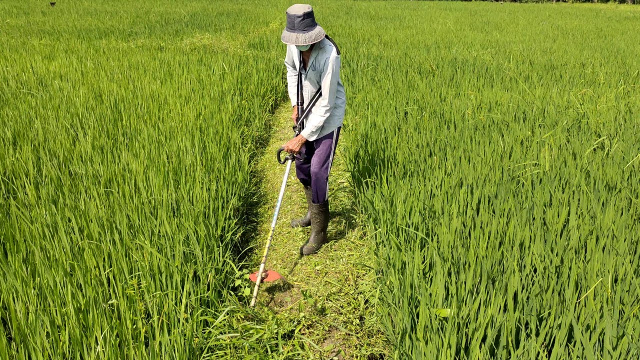 Cutting grass in a field | Cutting grass in rice fields | garden grass cutting | Speed Grass cutting