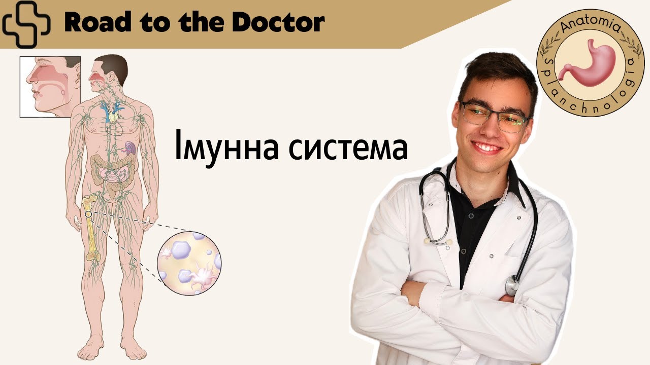 Анатомія органів імунної системи