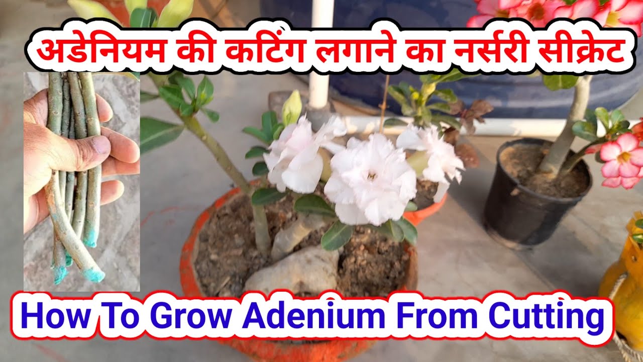 अडेनियम की कटिंग कैसे लगाए How to grow Adenium from cuttings| Adenium propagation.  #adenium