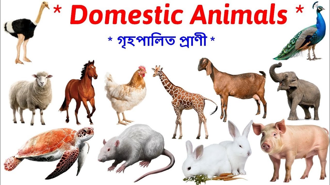 Domestic Animals Name Learning for Kids | Pet & Farm Animals with Pictures | Kids Educational Video