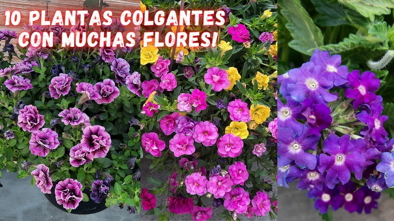 10 Bellas  Plantas Con Mucha Floracion Que Puedes Poner De Forma Colgante | calibrachoa plant care