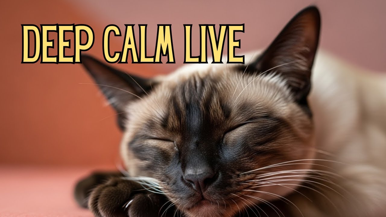 🔴 Deep Calm Music for Cats | Peaceful LIVE Ambience