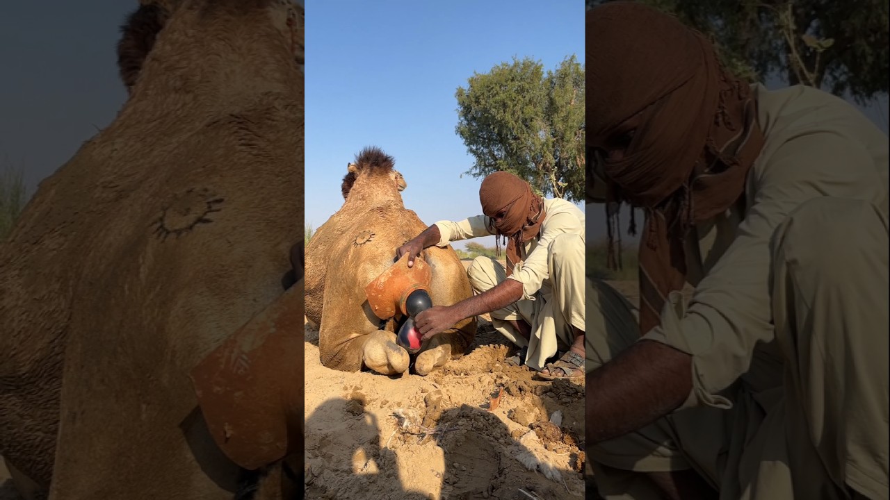 محاولة فريدة لإنقاذ جمل تحت أشعة الشمس الحارقة، والغبار الأسود الذي خلفه صدم الجميع