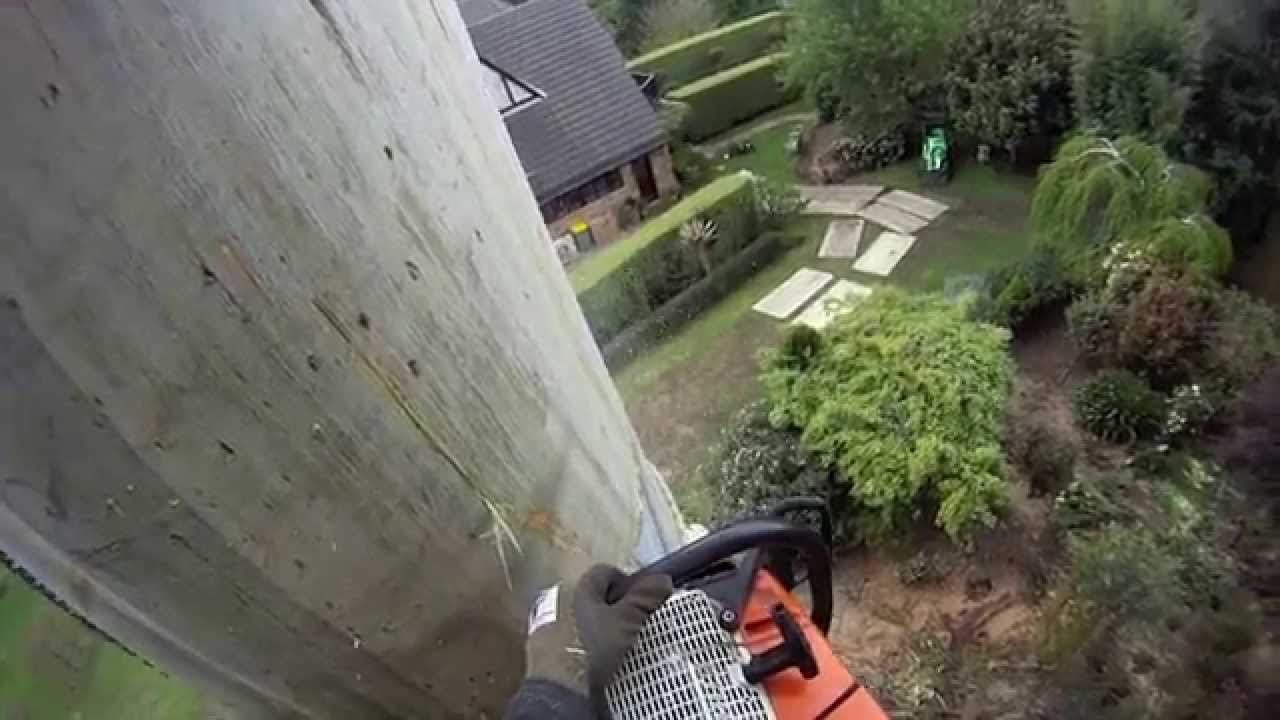 TREEGEAR TV | 65m Vic Mountain Ash Tree Removal