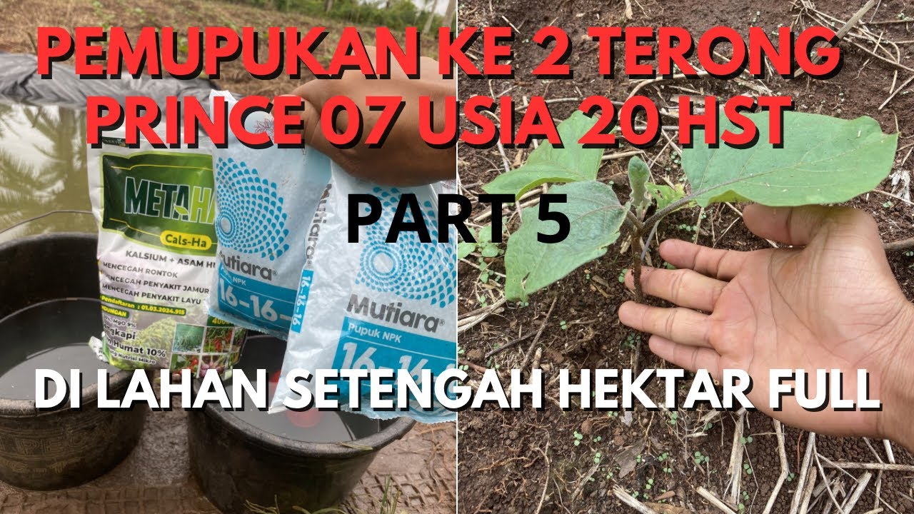 Pemupukan terong prince 07 yg ke 2 di lahan setengah hektar