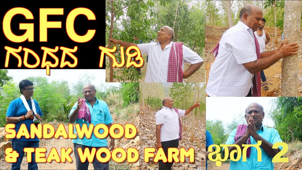 GFC ಗಂಧದ ತೋಟ Sandalwood Farm Ep - 22 Jallipalya visuals Do not miss Mr.Krishnappa open talks#gfc