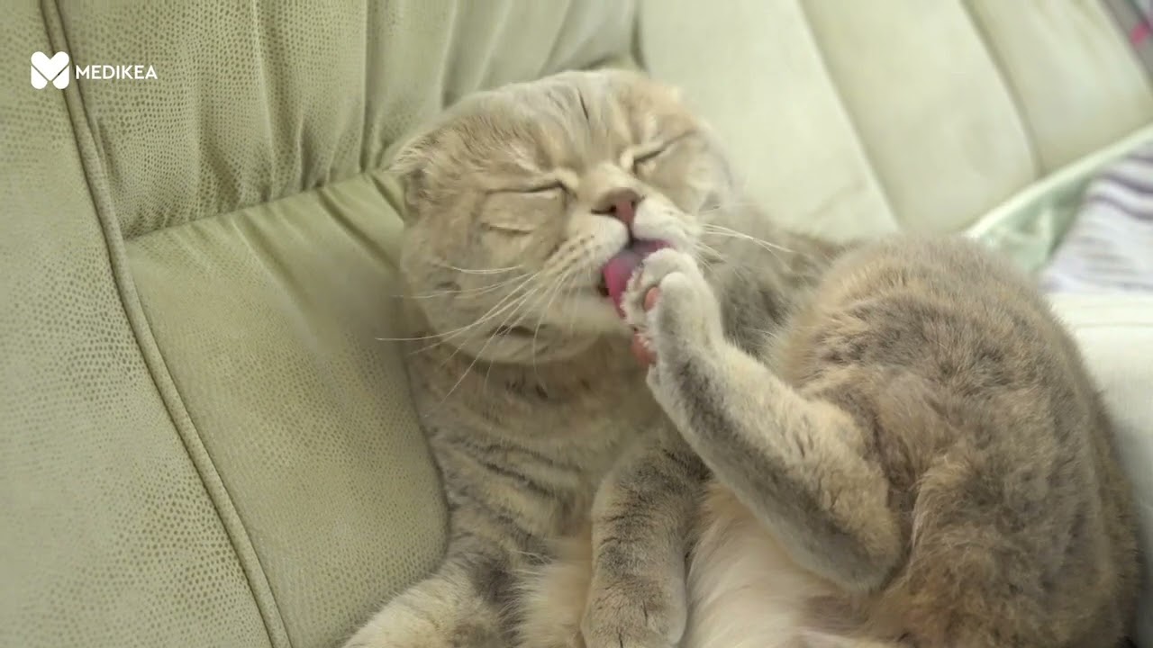 Anoressia felina: quando il gatto non mangia