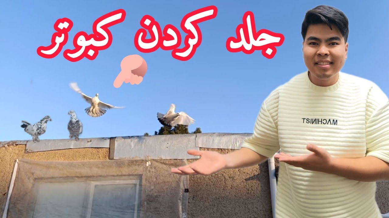 جلد کردن کفتر | جلد کفتر کاکلی | اینجوری جلد میکنم کفترمو