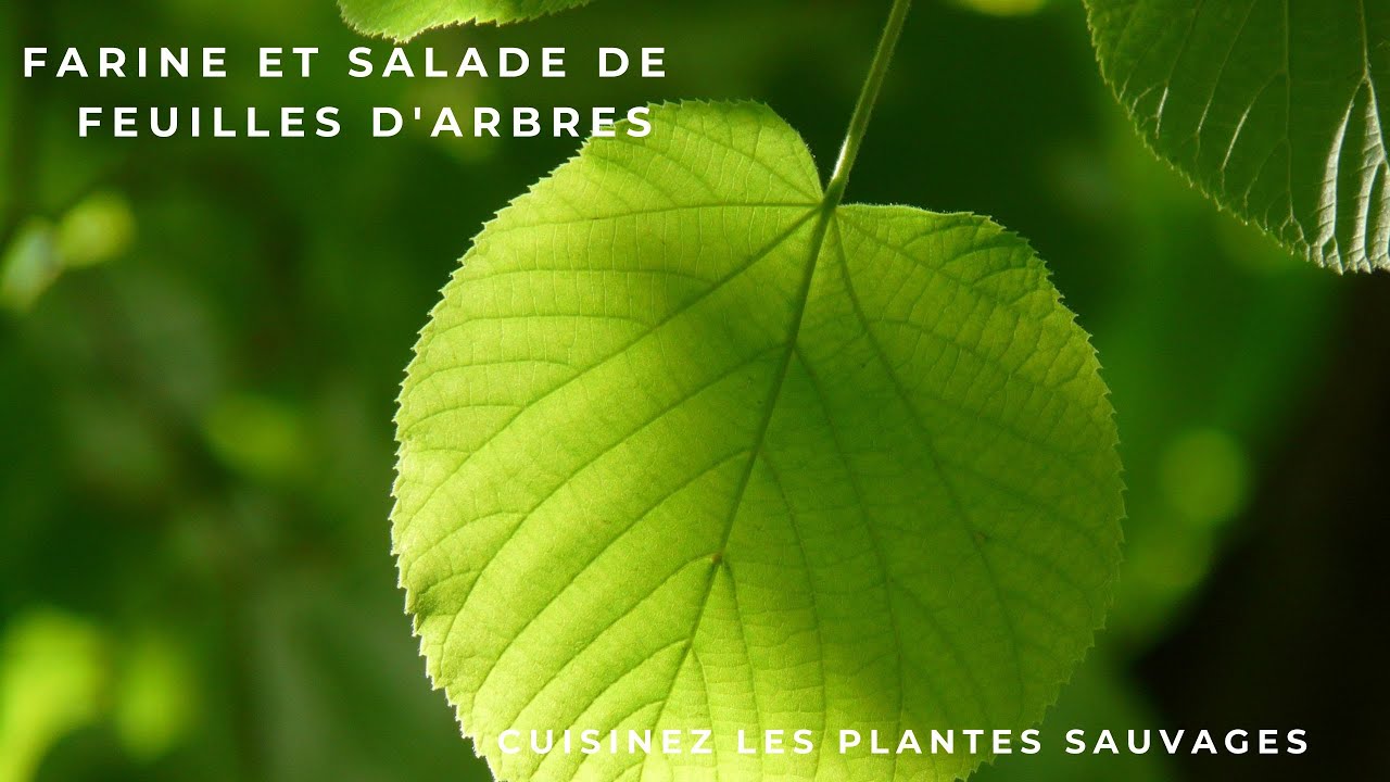 Manger les feuilles du tilleul