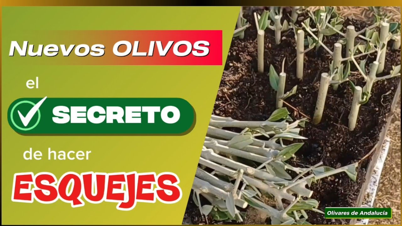 🌞 🧤 Cómo hacer miles de PLANTAS de OLIVOS. Fácil y GRATIS. Paso a paso 