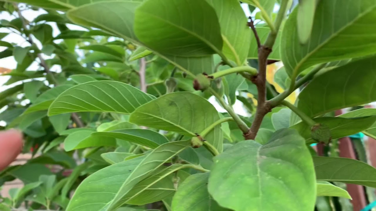 Atemoya: How to Collect Pollen & Pollinate Atemoya/Cherimoya/Anonna. Fast & Easy!