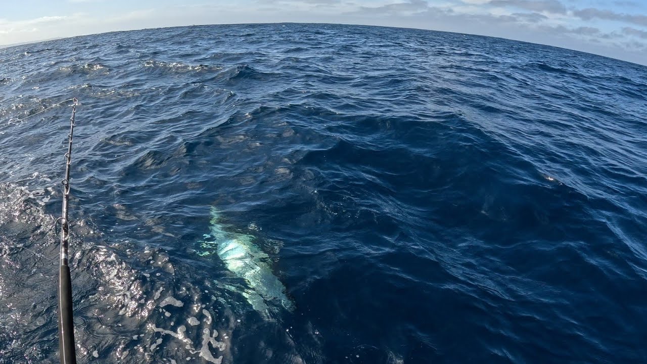 Portland Mini barrel bluefin Tuna solo