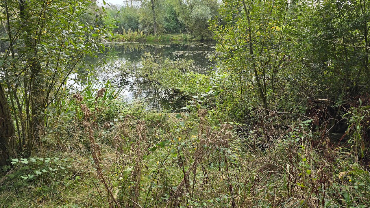 Clearing massive fallen tree from club lake - Lake Maintenance session