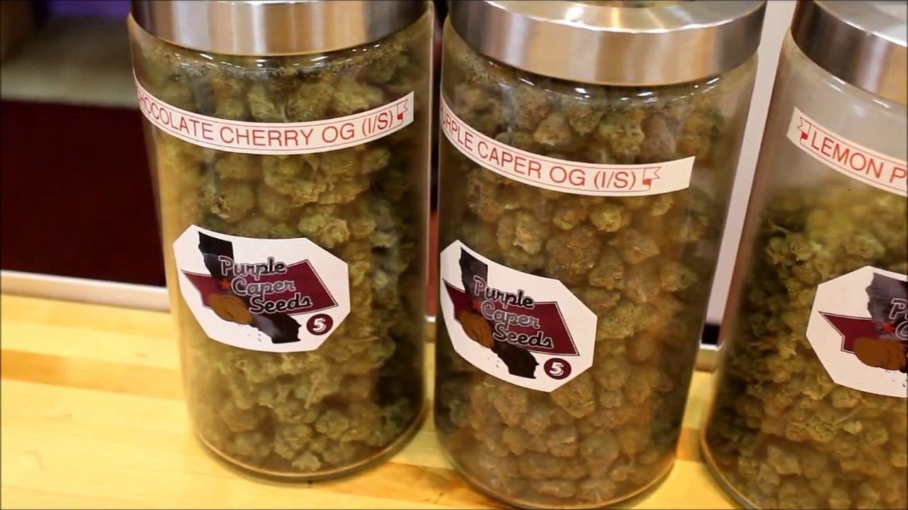 Where to Find Purple Caper Seeds NHPR