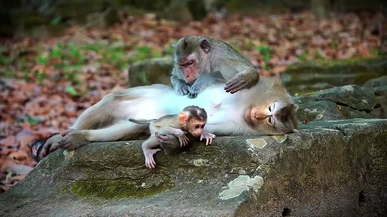 Monkey Rose Lets Little Girl RINA Play freely with another