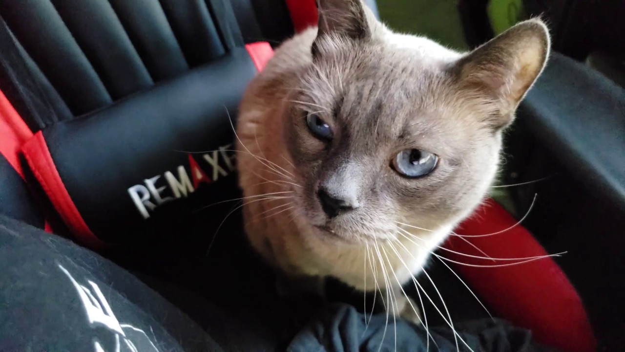 🐈 Cat vs Vibrating Gaming Chair 💺