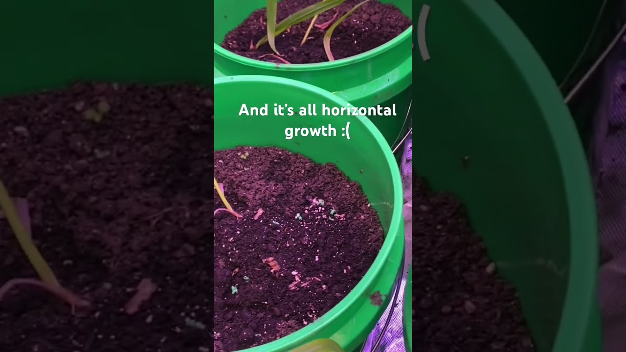 Droopy corn #sustainability #gardening #plants