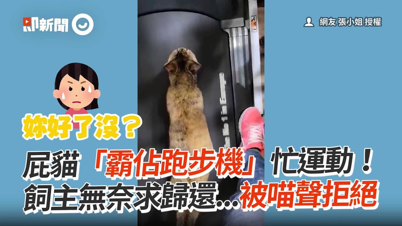 屁貓「霸佔跑步機」忙運動　飼主無奈求歸還...被喵聲拒絕│寵物│貓咪｜猫｜ねこ│Pet│Cat│Kitten