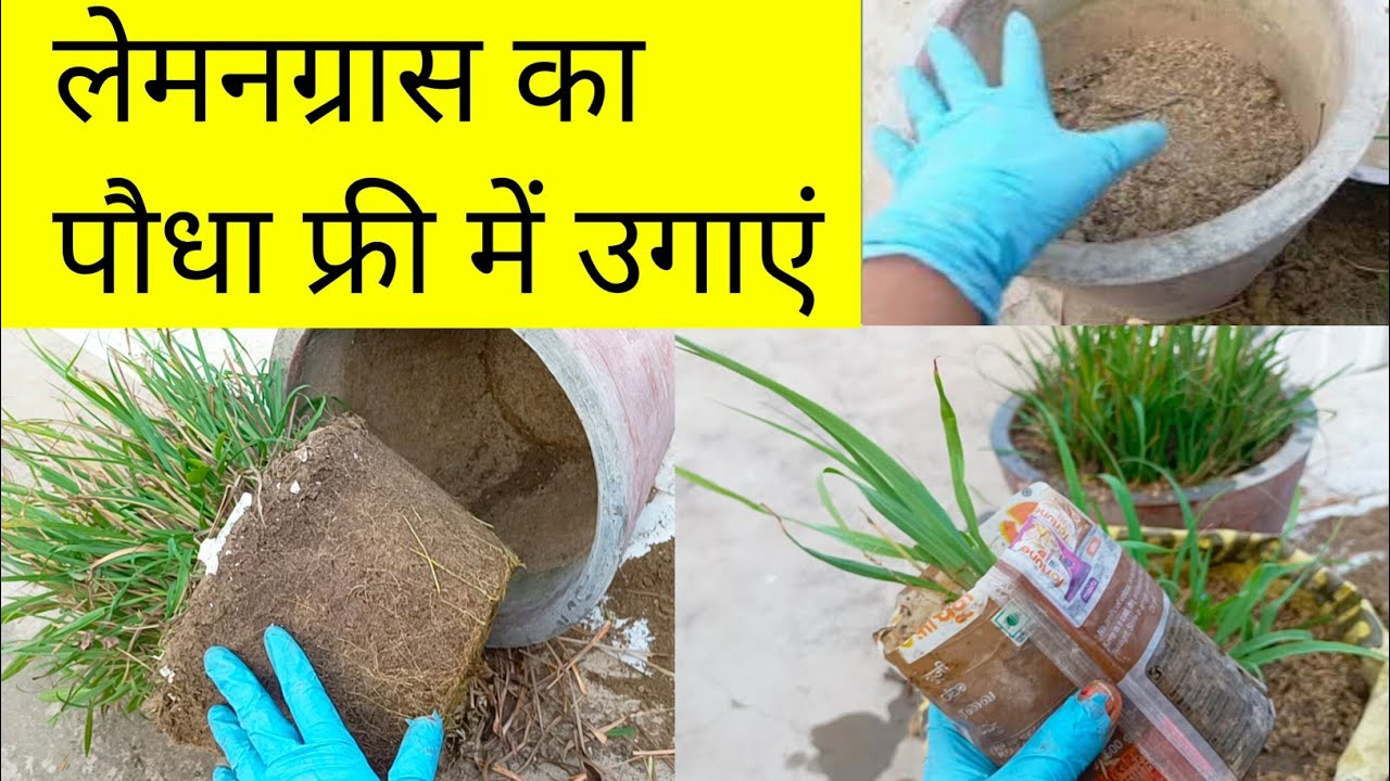 लेमनग्रास उगाने का सबसे बेहतरीन तरीका/How To Grow Lemongrass without pot/ Lemongrass cear tips 
