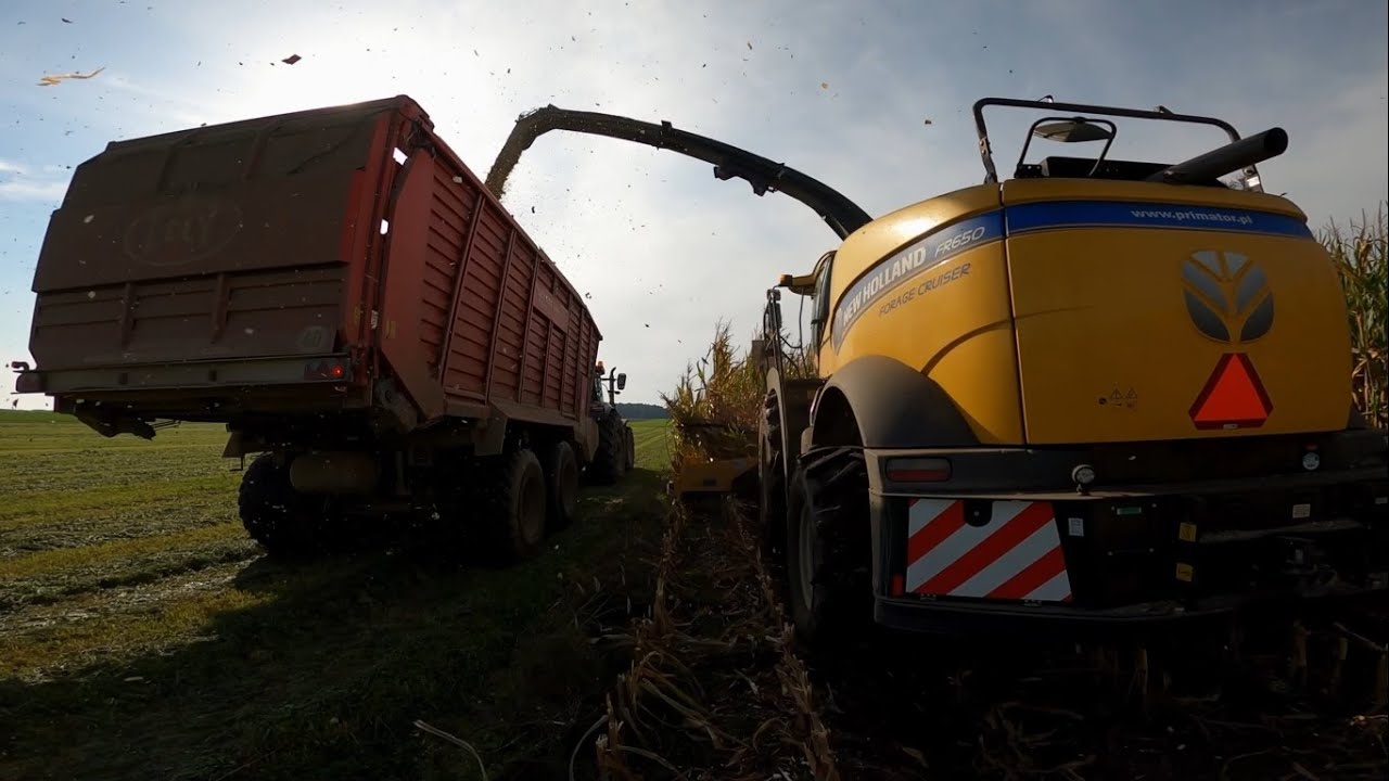 Zbi&oacute;r kukurydzy sieczkarnią New Holland FR650 z czujnikiem NIR