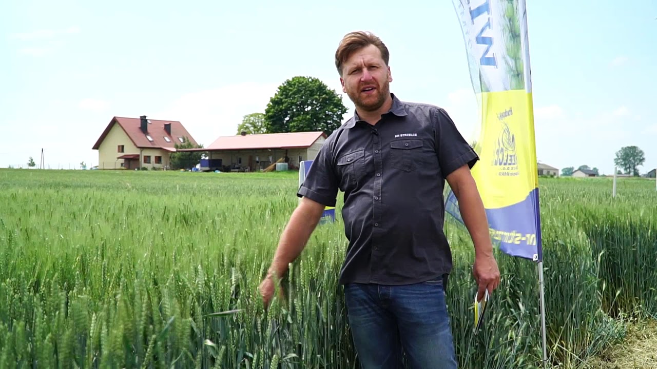 EUFORIA i WILEJKA // HR Strzelce // Przegląd odmian pszenicy #2 // MIFARM 2020