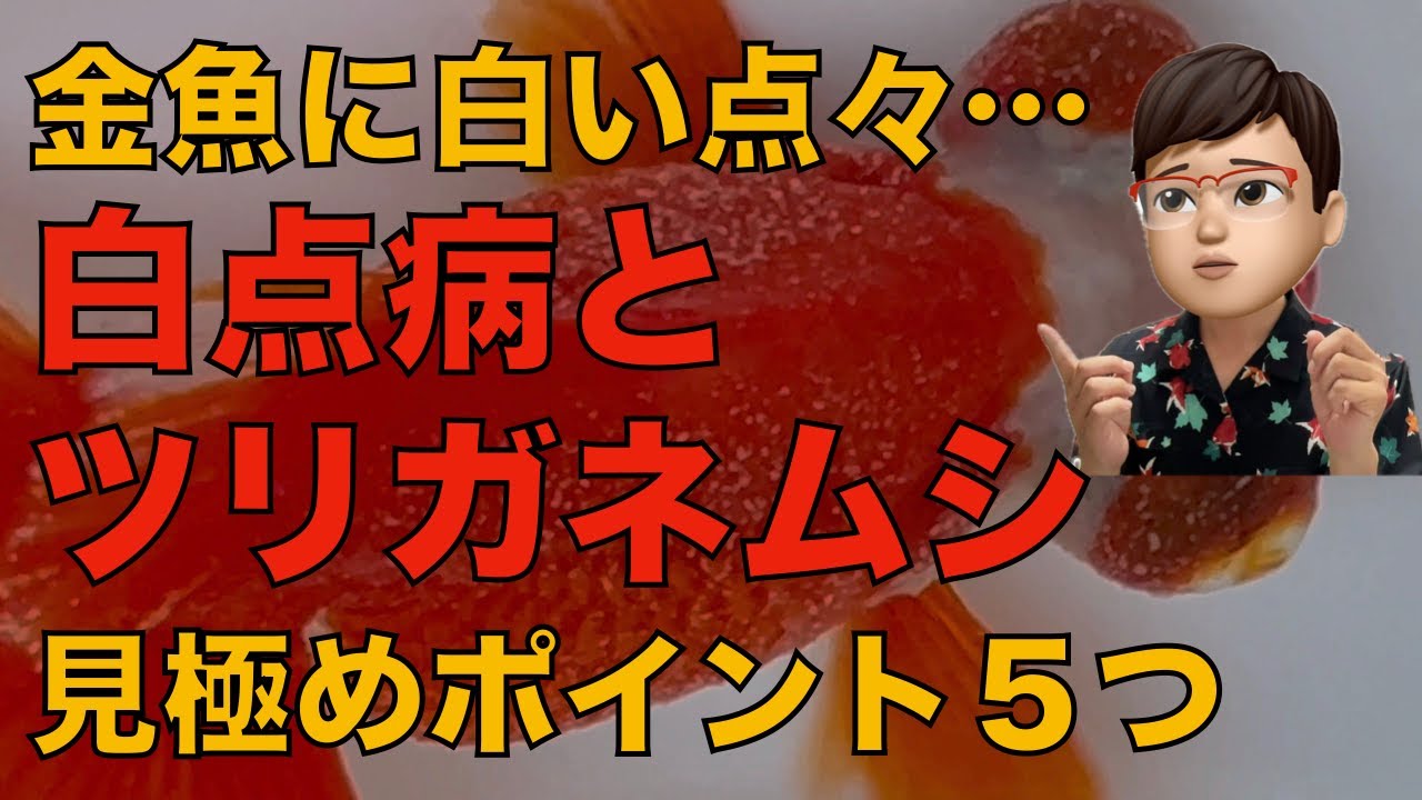 白点ができる病気！白点病とツリガネムシの違い５つのポイントを解説