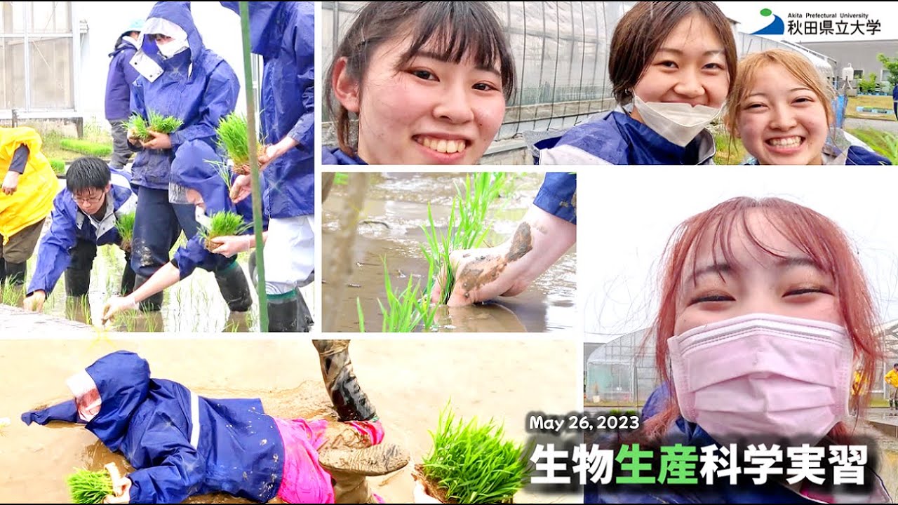 生物生産科学実習_田植え | May 26, 2023 秋田県立大学 秋田キャンパス