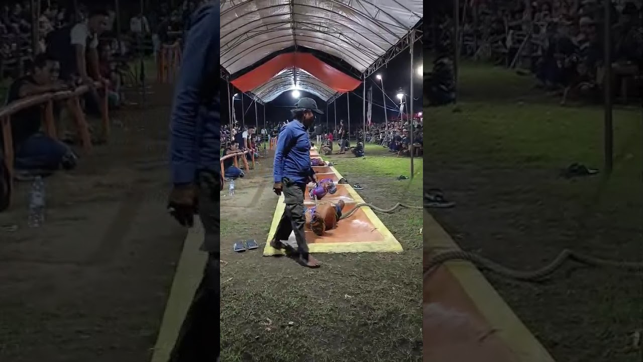 Kalah tidak masalah..tetap semangat 💪#saleptarje #tariktambangprobolinggo #gununggeni 