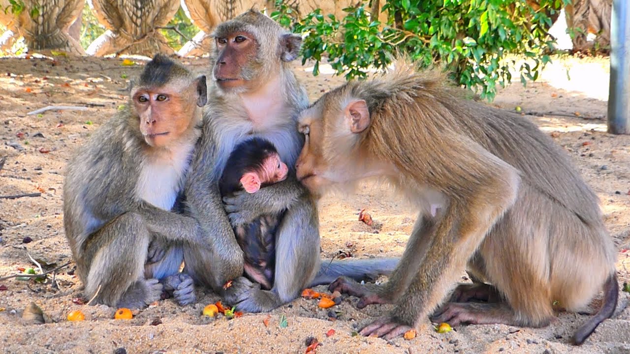 Monkey SUSAN Welcomes the Newborn in a Funny and Curious Way 🐒😄.