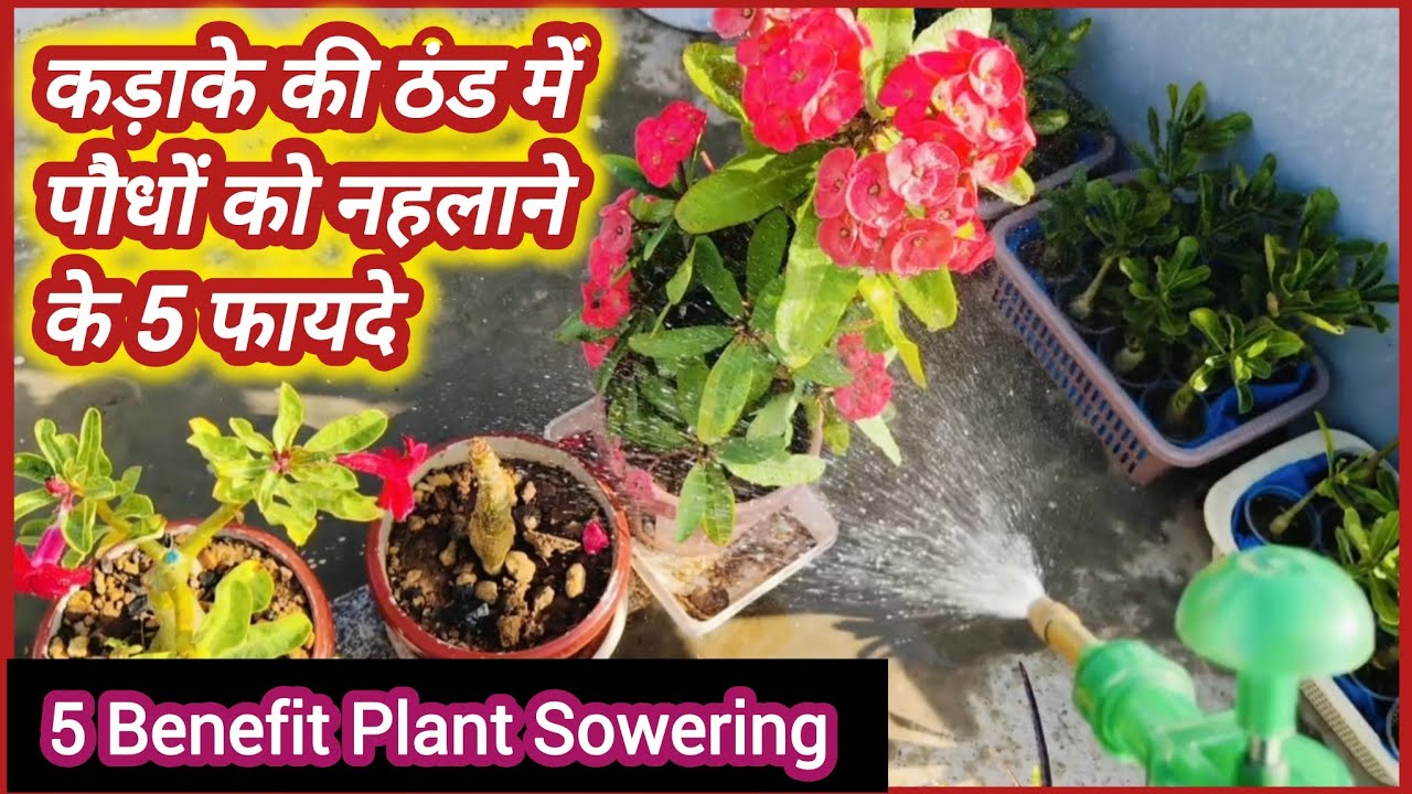 ❄️सर्दियों मे पौधों को नहलाने के 5 फायदे।// Benefit of Sowering Plants in Winter.//