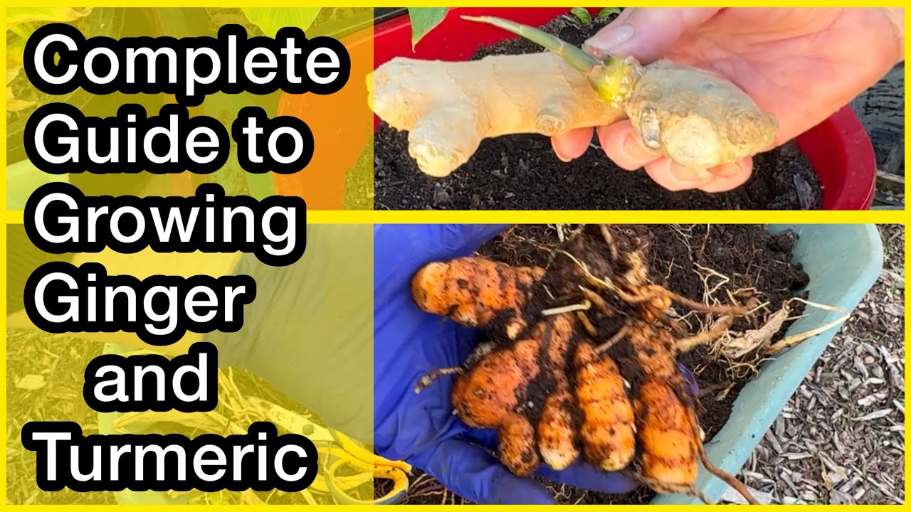 How to Grow Ginger & How to Grow Turmeric EASY FOREVER in Container Gardening in Flower Pots Dishpan