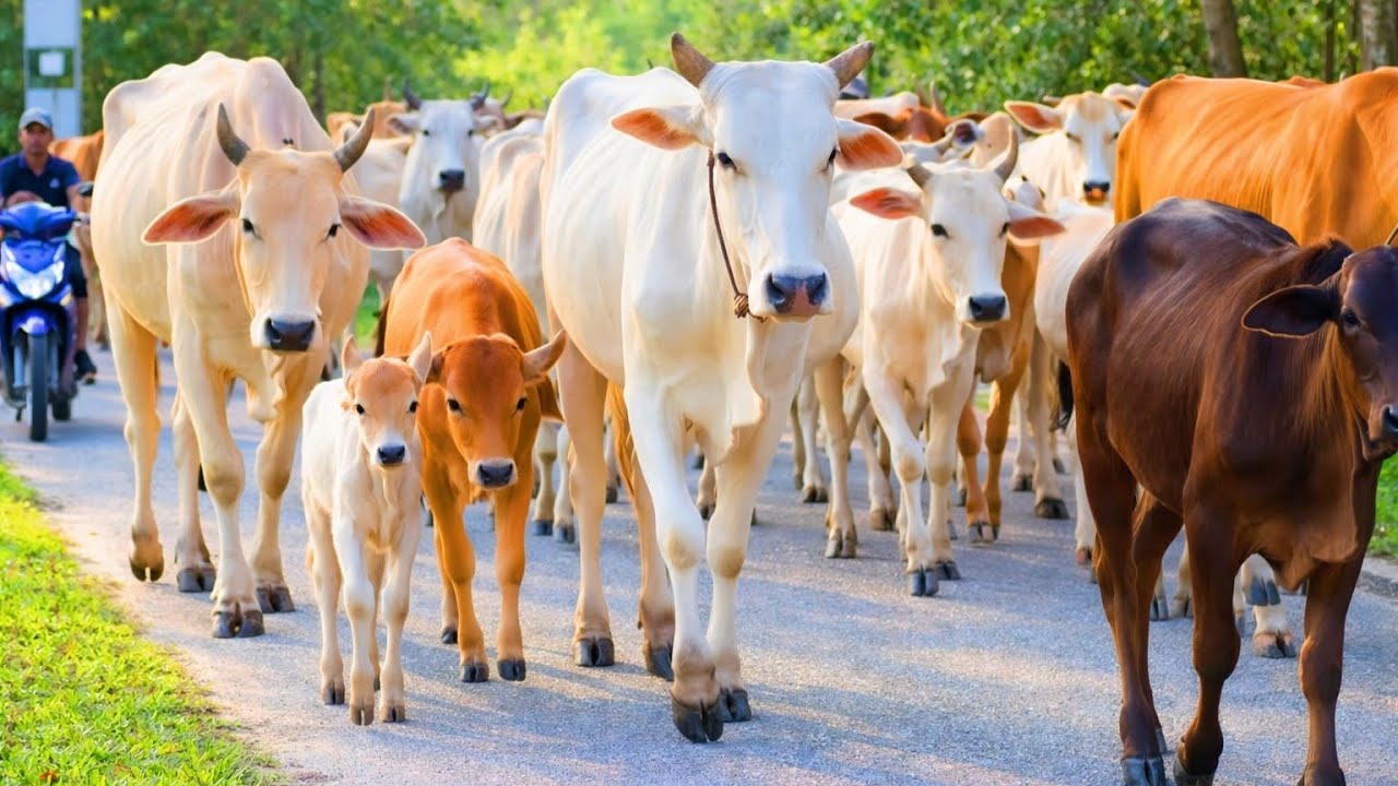 Menggiring sapi jinak berjalan perlahan di jalan kampung, suara sapi moo alami