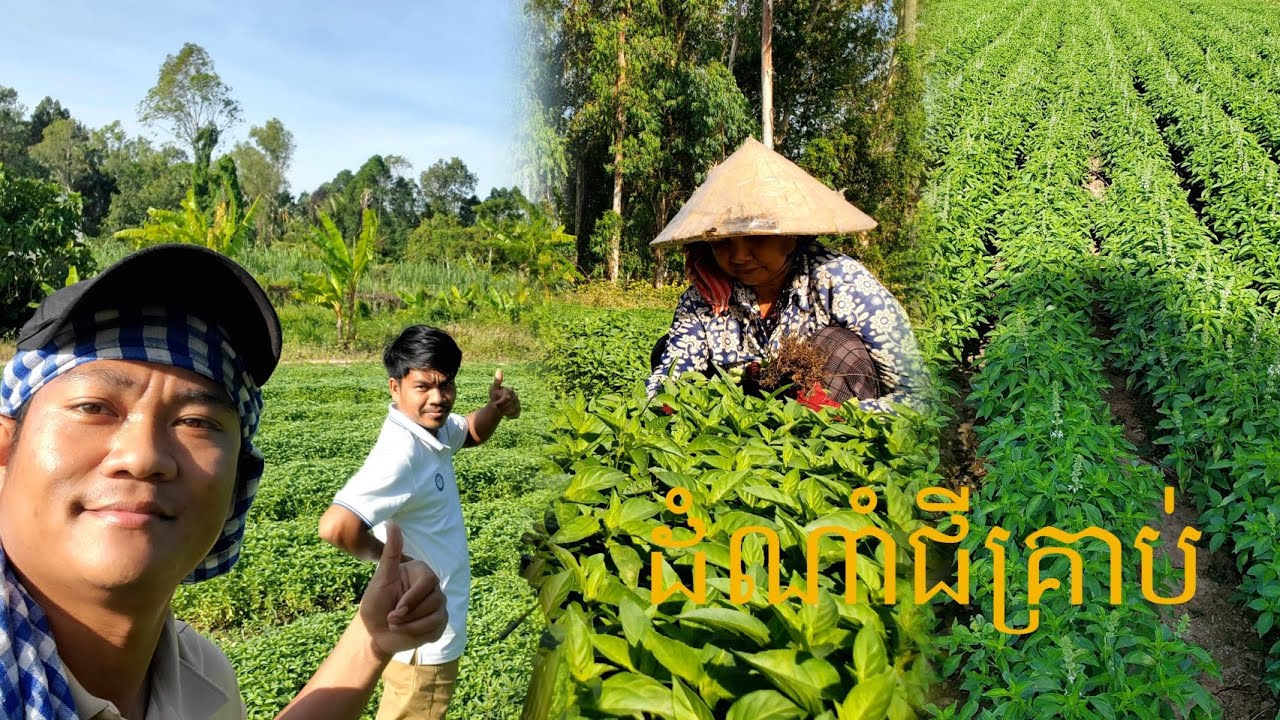 ដំណាំជីគ្រាប់ 