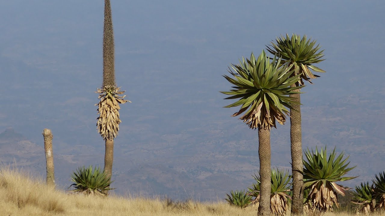 Ethiopia: Trekking in the Simien Mountains (slide show)