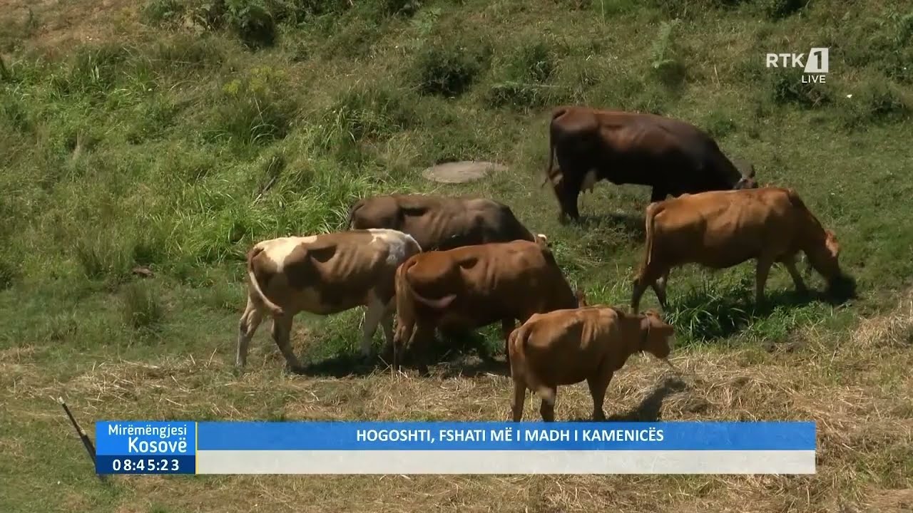 Mirëmëngjesi Kosovë - Hogoshti, fshati më i madh i Kamenicës 27.07.2023