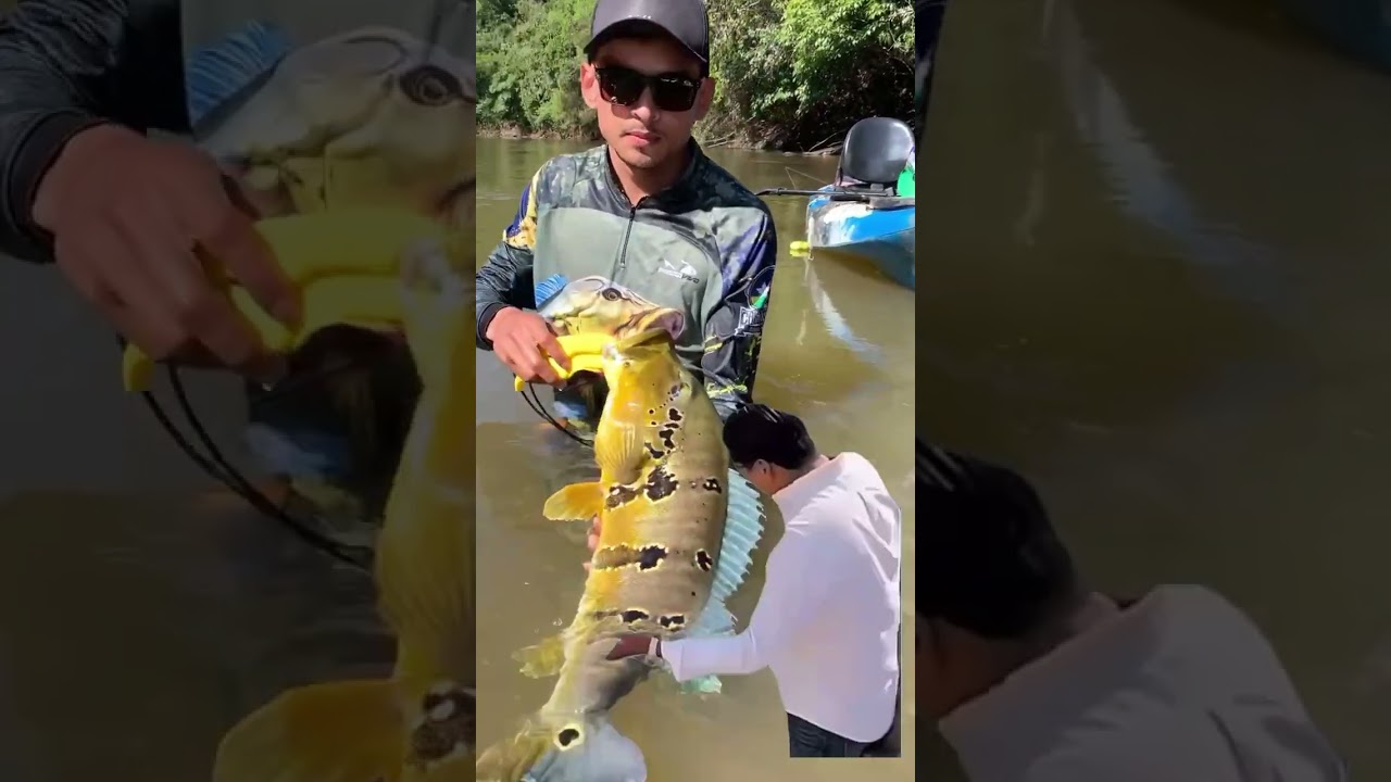 esto &eacute;s en trabajo bonito...             #fishing #tucuna #pescaria #espanol #pinima