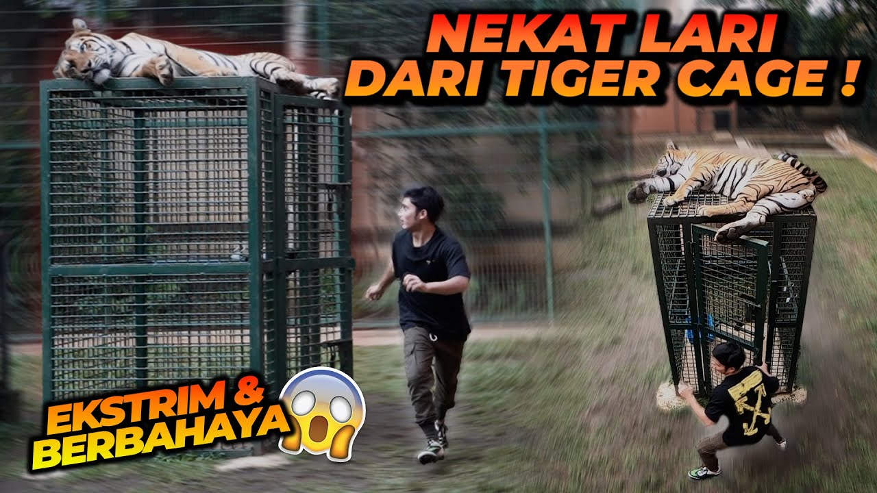 BERANI BANGET ! ALSHAD LARI DARI TIGER CAGE ! ESHAN JINORA MALAH BEGINI REAKSINYA !!