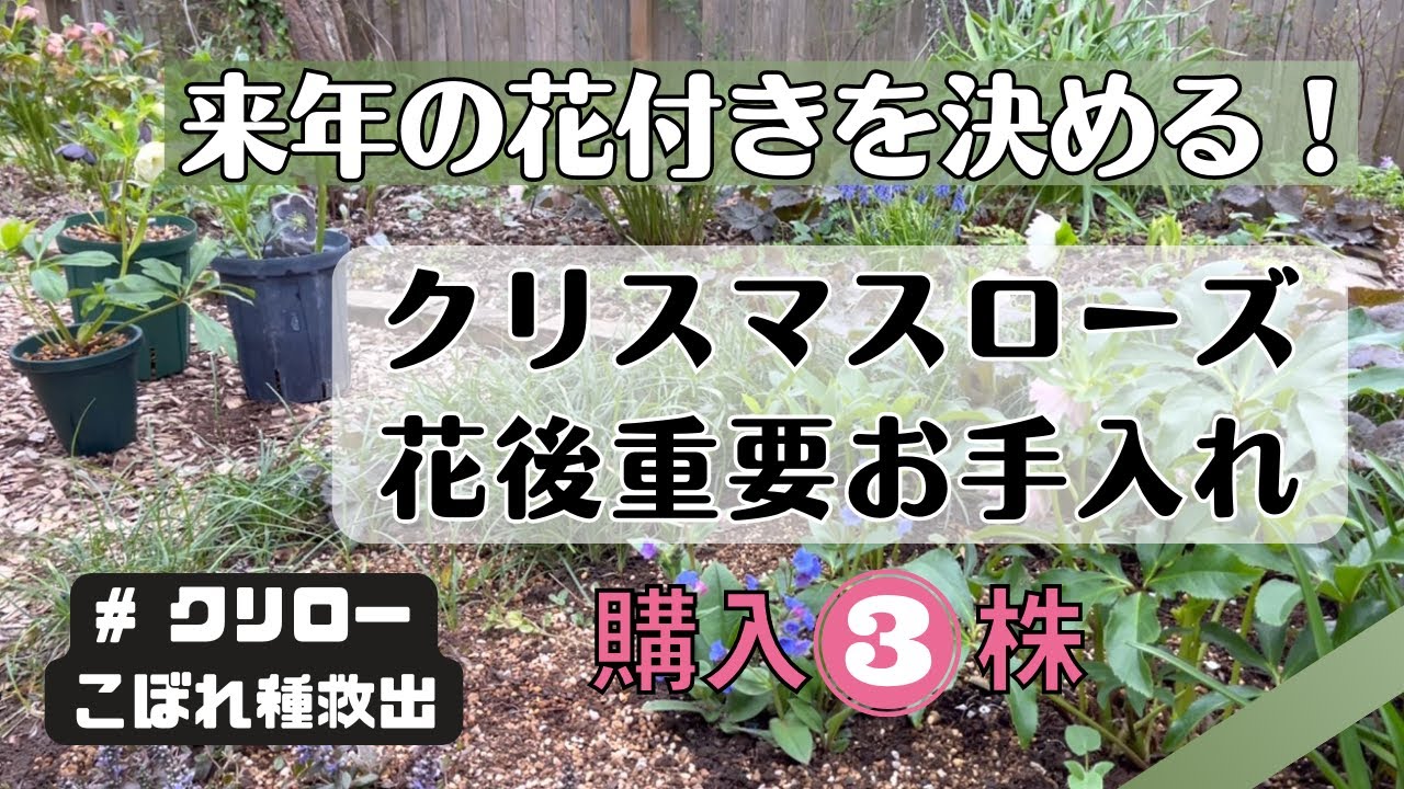 《クリスマスローズ花後お手入れ》今すぐやろう！来年の花付きを決める重要なお手入れ／購入株／こぼれ種の処理／地植え(半地植え)