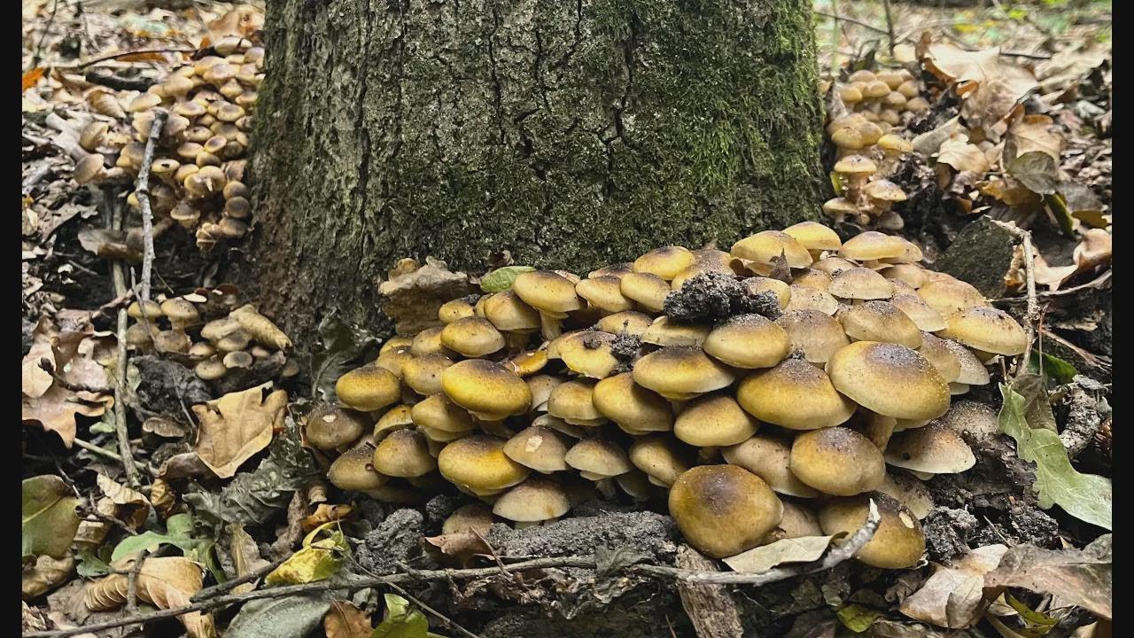 Hier war noch kein Pilzsammler! Unmengen an Hallimasch unter jeder Birke!
