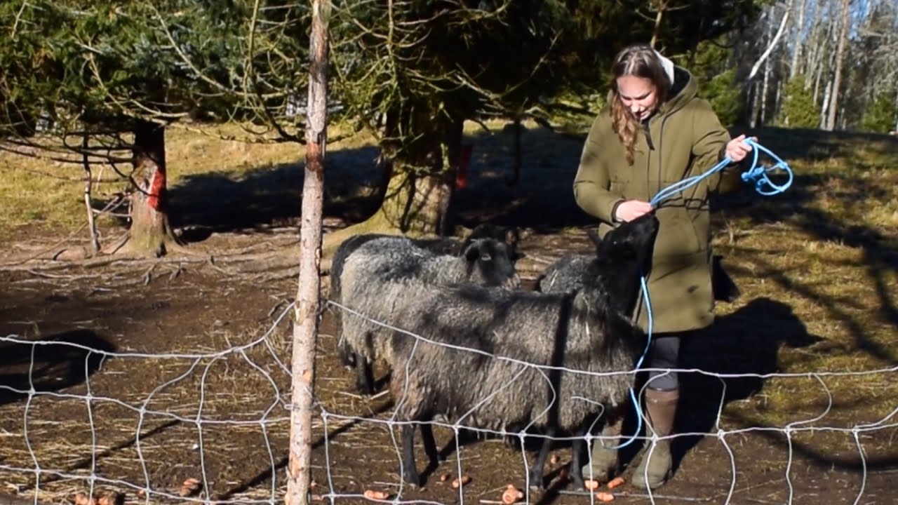 Schapen trainen en knuffels | Slowliving in Zweden. Weekvlog #122