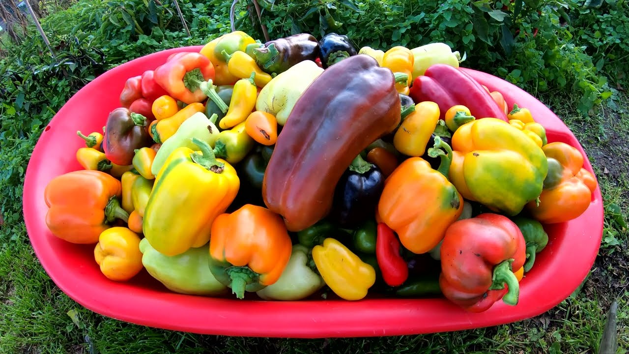 Paprika anbauen 🌱 Paprika Aussaat bis Ernte Freiland 🌸 Paprikaschoten Anbau 🍀 Paprika anpflanzen