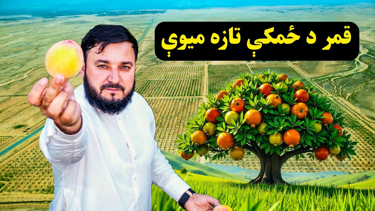 Qamar Foundation: 800 Acres of Hope 🌱| هره ونې چې مېوه ورکوي، یوه هیله زرغونوي