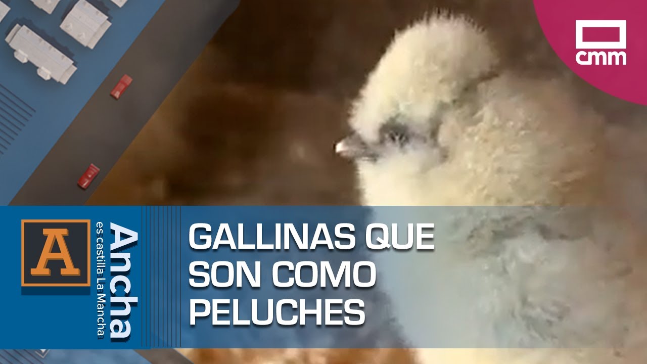 Gallinas que son como peluches
